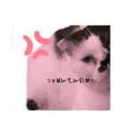 牛柄猫のみー（個別スタンプ：8）