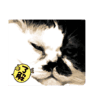 牛柄猫のみー（個別スタンプ：10）