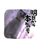 牛柄猫のみー（個別スタンプ：11）