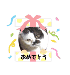 牛柄猫のみー（個別スタンプ：14）