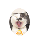 牛柄猫のみー（個別スタンプ：16）