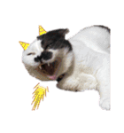 牛柄猫のみー（個別スタンプ：17）