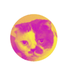 牛柄猫のみー（個別スタンプ：19）