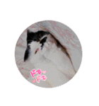 牛柄猫のみー（個別スタンプ：20）