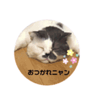 牛柄猫のみー（個別スタンプ：21）
