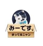 牛柄猫のみー（個別スタンプ：22）