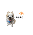 チワワのゆきち。（個別スタンプ：1）