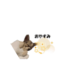 チワワのゆきち。（個別スタンプ：2）