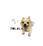 チワワのゆきち。（個別スタンプ：3）