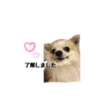 チワワのゆきち。（個別スタンプ：4）