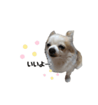 チワワのゆきち。（個別スタンプ：5）