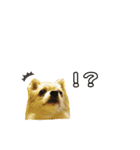 チワワのゆきち。（個別スタンプ：8）