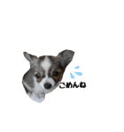 チワワのゆきち。（個別スタンプ：9）