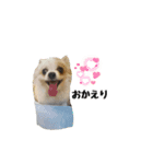 チワワのゆきち。（個別スタンプ：13）