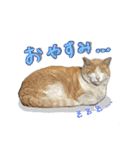 野良猫のついさんこいさん（個別スタンプ：2）