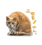 野良猫のついさんこいさん（個別スタンプ：22）