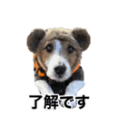 テオの毎日（個別スタンプ：4）