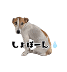 テオの毎日（個別スタンプ：7）