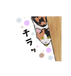 三毛猫とたんぽぽ（個別スタンプ：24）