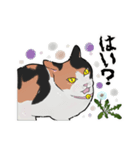 三毛猫とたんぽぽ（個別スタンプ：25）