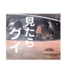 せこすけスタンプ 第6弾（個別スタンプ：10）