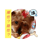 ヨーキーはるの喜怒哀楽。（個別スタンプ：1）