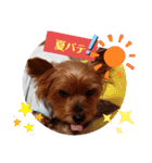 ヨーキーはるの喜怒哀楽。（個別スタンプ：4）