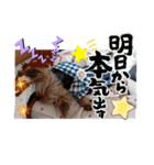 ヨーキーはるの喜怒哀楽。（個別スタンプ：13）