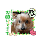ヨーキーはるの喜怒哀楽。（個別スタンプ：15）