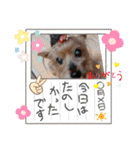 ヨーキーはるの喜怒哀楽。（個別スタンプ：16）