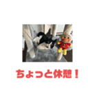 チロるちゃん（個別スタンプ：3）