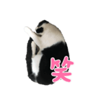 チロるちゃん（個別スタンプ：6）