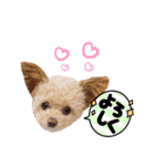 モカちゃん日記その7（個別スタンプ：17）