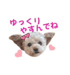 モカちゃん日記その7（個別スタンプ：23）