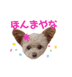 モカちゃん日記その7（個別スタンプ：29）