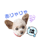 モカちゃん日記その7（個別スタンプ：30）