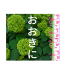 京都関西系デカ字花№11byHRKemperorsSTAMP（個別スタンプ：1）