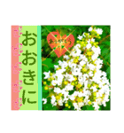 京都関西系デカ字花№11byHRKemperorsSTAMP（個別スタンプ：3）