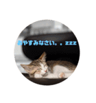 我が家の猫 ココちゃん（個別スタンプ：1）