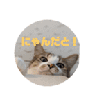 我が家の猫 ココちゃん（個別スタンプ：3）