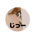 我が家の猫 ココちゃん（個別スタンプ：5）