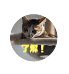 我が家の猫 ココちゃん（個別スタンプ：6）