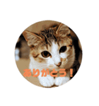 我が家の猫 ココちゃん（個別スタンプ：7）