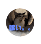 我が家の猫 ココちゃん（個別スタンプ：8）