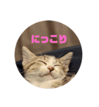 我が家の猫 ココちゃん（個別スタンプ：11）