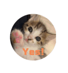 我が家の猫 ココちゃん（個別スタンプ：12）
