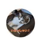 我が家の猫 ココちゃん（個別スタンプ：14）