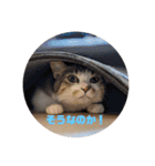 我が家の猫 ココちゃん（個別スタンプ：16）