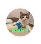 我が家の猫 ココちゃん（個別スタンプ：17）