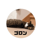 我が家の猫 ココちゃん（個別スタンプ：18）